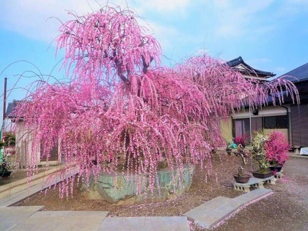 【大分・かんたん・北浜・別府発】 柳川美豚をしゃぶしゃぶで食す!世界のつばき&みやま枝垂れ梅とBerryGoodないちご食べ放題! 日帰り1